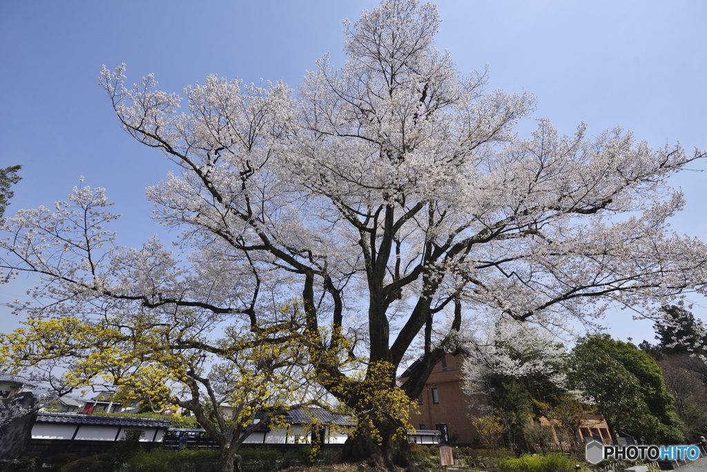 安富桜