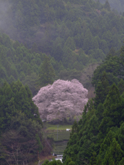 牛代の水目桜_遠望