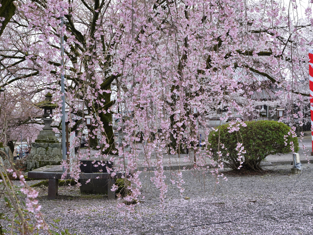 妙了寺枝垂れ桜
