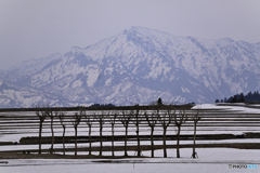 残雪　はさ木