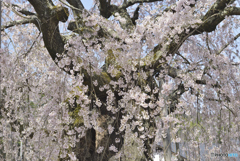 舞台桜