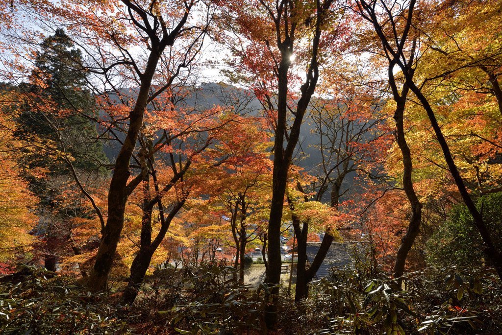 大井平紅葉1