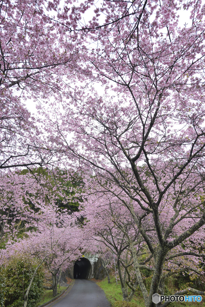 桜トンネル