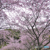 桜トンネル