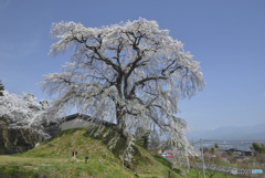 石塚桜