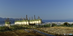 大根干し　駿河湾