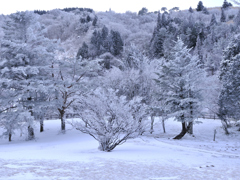 面の木雪景色_001