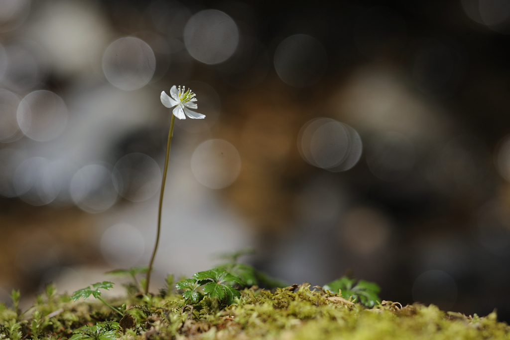 せせらぎの花