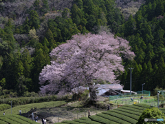 牛代の水目桜_002