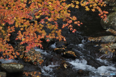 渓流の秋色２
