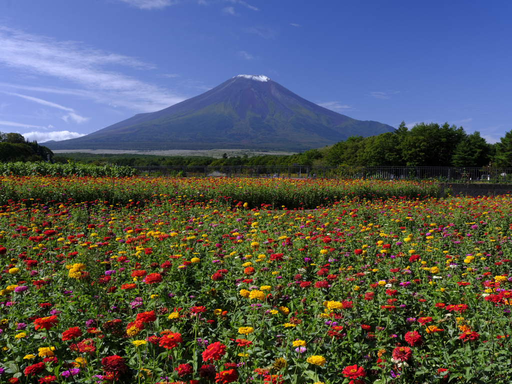 花の都公園_百日草