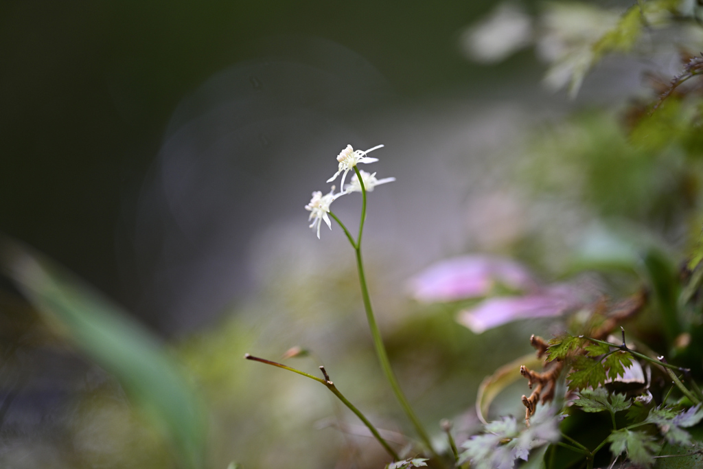 野草初撮り