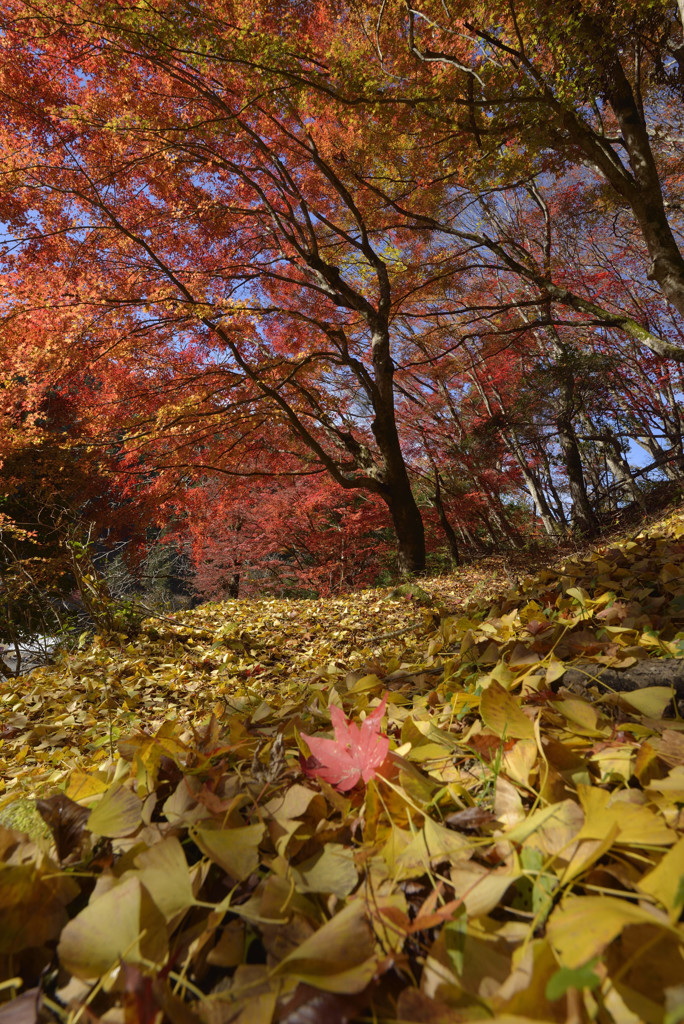 落黄葉と紅葉