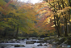 渓流の秋色４