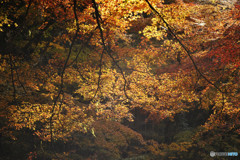渓流の秋色６