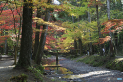 小国神社紅葉02