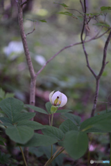 深山の姫さま