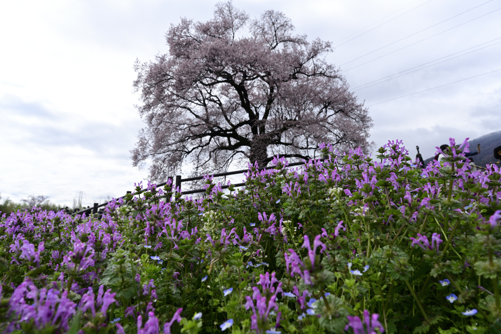 わに塚の桜_002
