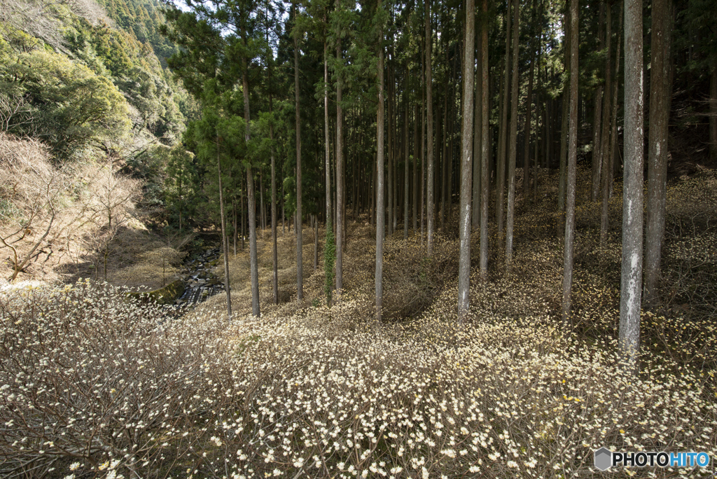 ミツマタ群生地