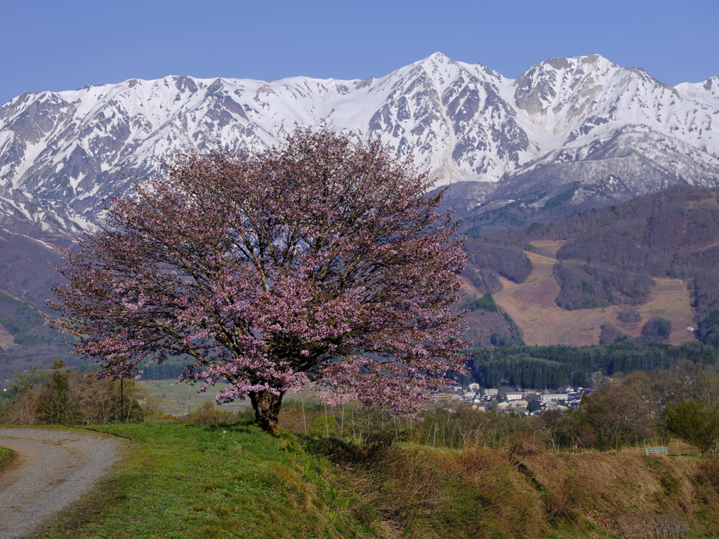 野平一本桜