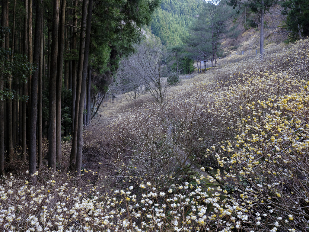 ミツマタ群生地_003