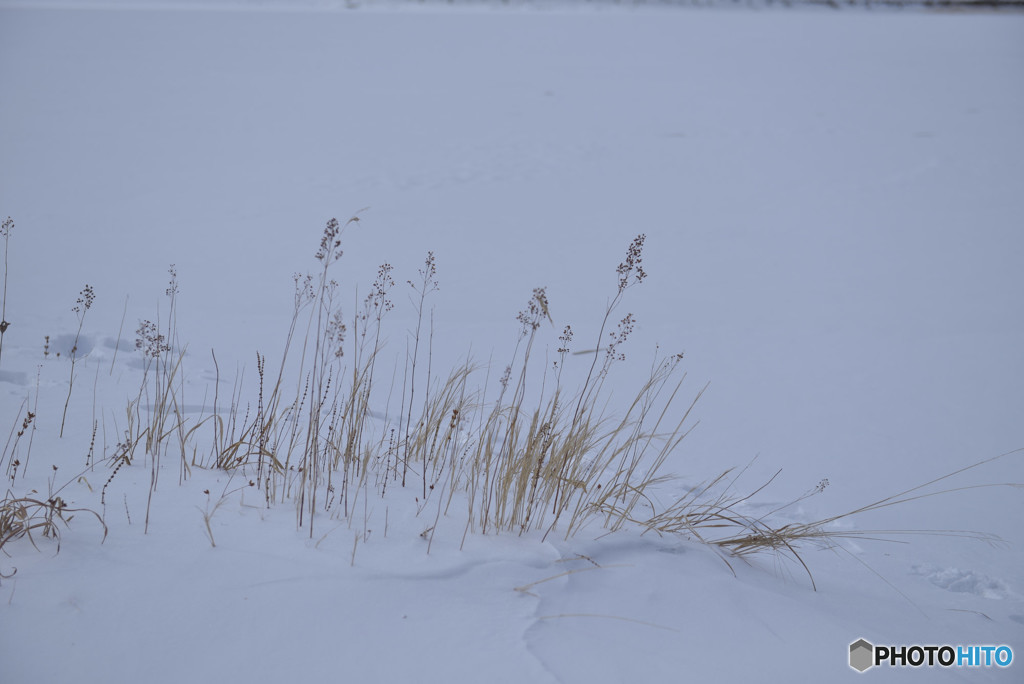 雪上の穂