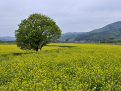 千曲川菜の花畑