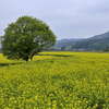 千曲川菜の花畑