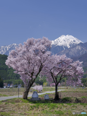 常念道祖神桜