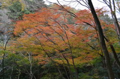 山紅葉