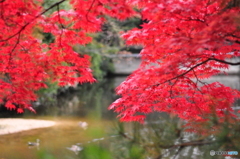 水辺の紅葉