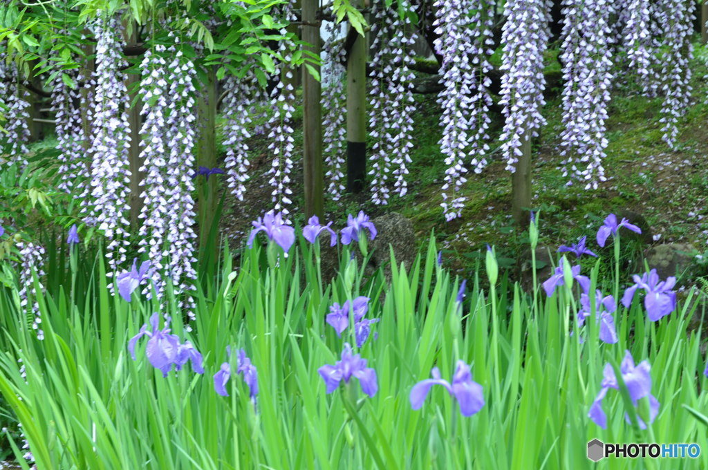 藤と菖蒲のコラボ(^。^)