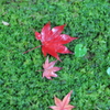 紅一点