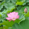 蕾と並んで