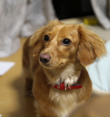 愛犬