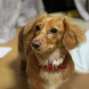 愛犬