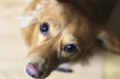 愛犬