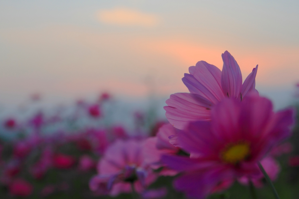 夕暮れのコスモス