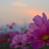 夕暮れのコスモス