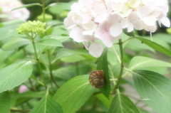 ６月の主役たち