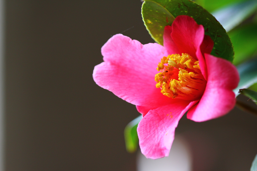 初めて咲いた椿