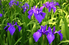 綺麗ですね～～