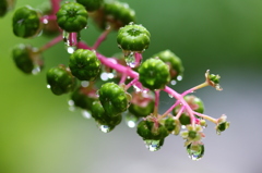 雨にうたれて・・