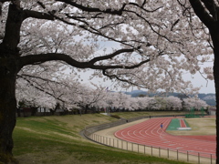 桜の元で