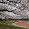 桜の元で