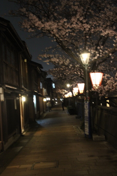 主計町の夜桜