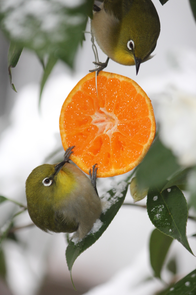 美味しいねったら美味しいよ。