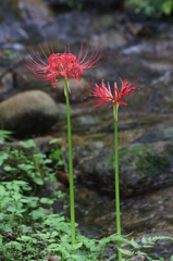 川沿いの彼岸花