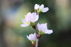 春まじかですね～～～啓翁桜は満開！　２
