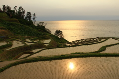 千枚田夕景